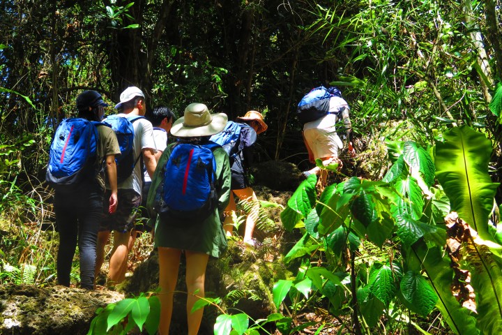 Group of hikers with backpacks walking through a lush forest trail.