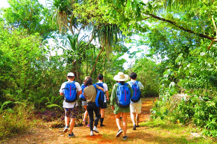 Group of people hiking on a lush green forest trail.