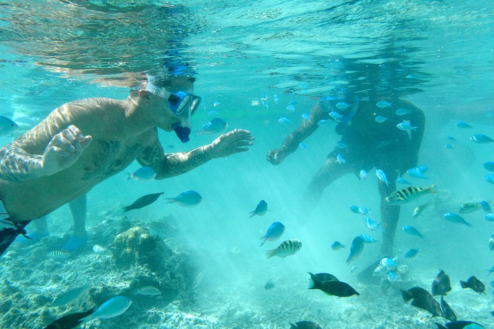 a dog swimming in a pool of water