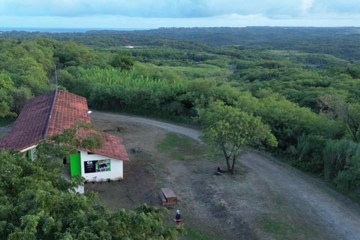 a path with trees on the side of a mountain road